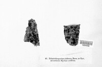 Helminthosporium inflatum image
